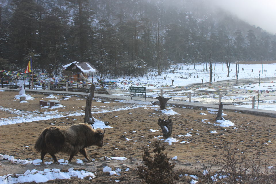 Photo of The Beautiful North East: Arunachal Pradesh 15/36 by Ashutosh Upadhyay