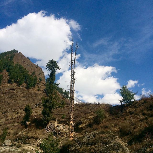 Photo of Three Musketeers to Kheerganga 9/22 by Gunjan Pruthi