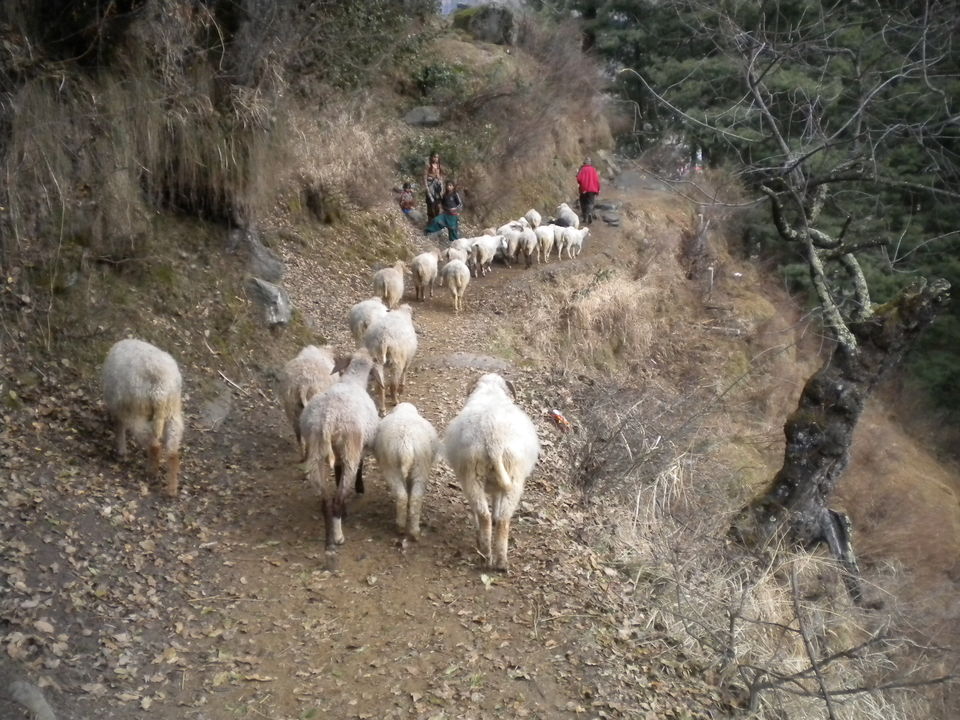Photo of The happiness loop in Pulga :A divine village away from the town where time slows down 7/19 by Abhyuday Blythe