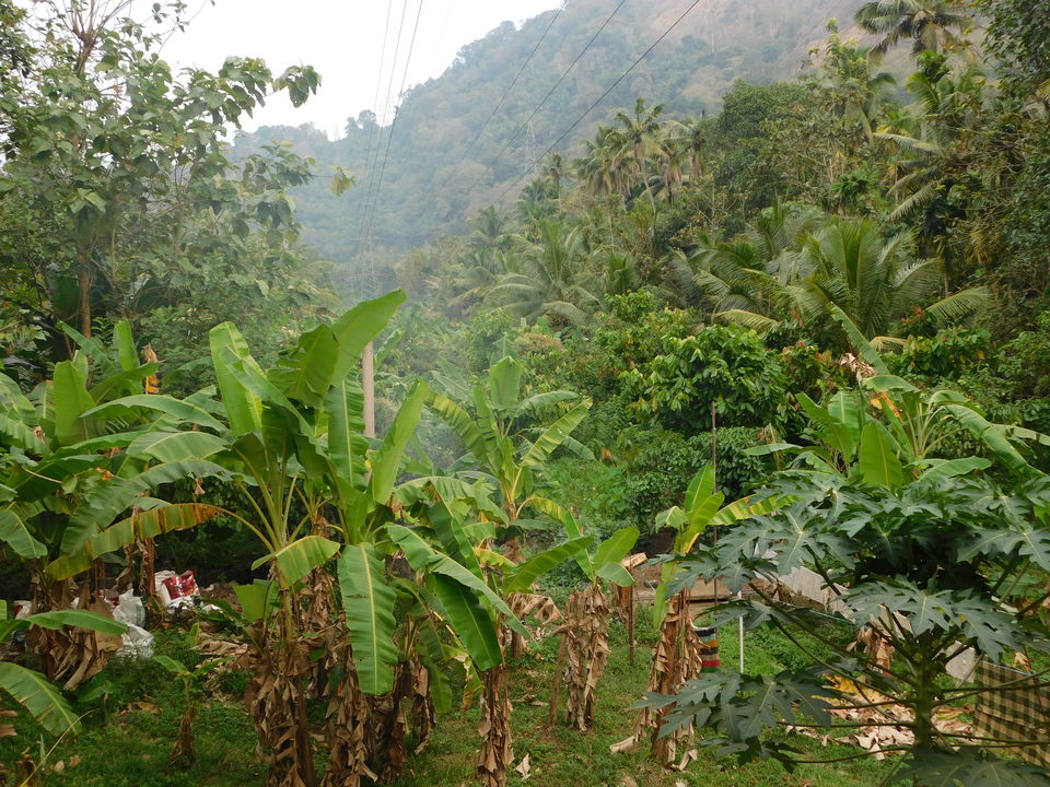 Photo of Thekkady, Kerala, India by Abhyuday Blythe