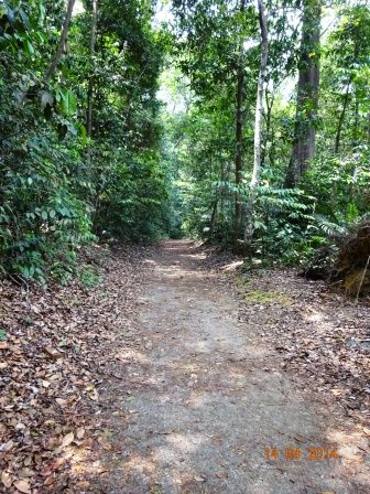 Photo of MacRitchie Reservoir Singapore by Prahlad Raj
