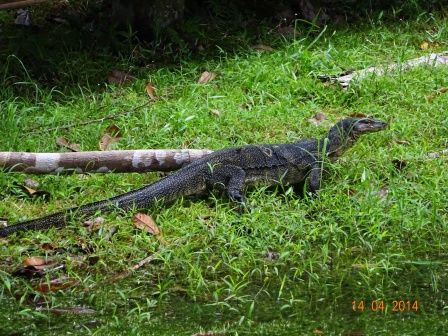 Photo of MacRitchie Reservoir Singapore by Prahlad Raj