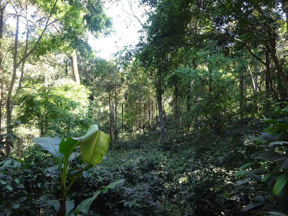 Photo of Madikeri (Coorg) - Kushal Nagar - Talacauveri by Prahlad Raj