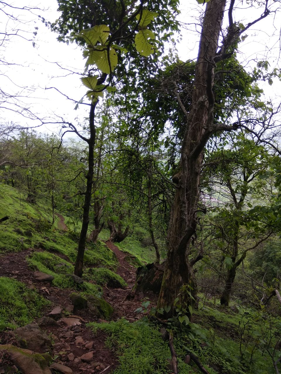 Photo of Sudhagad Monsoon Trek by Prahlad Raj