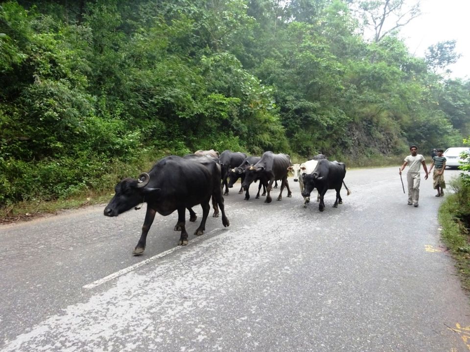 Photo of Rishikesh 11/11 by Prahlad Raj