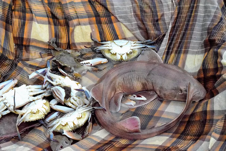 Photo of Paravur, Kerala, India by Roshni MS