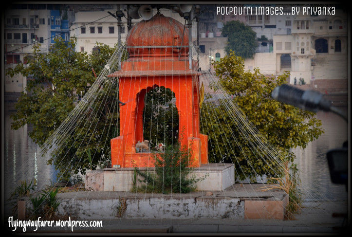 Photo of Pushkar-blue lotus, worth to visit this town 13/14 by Priyanka Singh