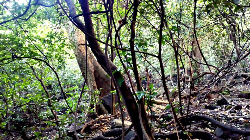 Photo of The Wilderness is calling and I must go… 4/8 by Richa Powale