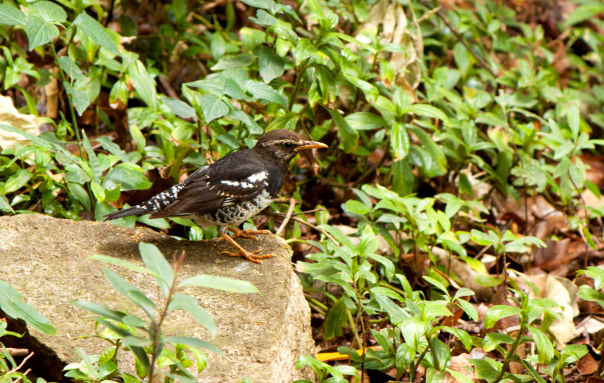Photo of 5 'Birding' Areas in Karnataka Not to Miss 1/6 by Sampada Rao