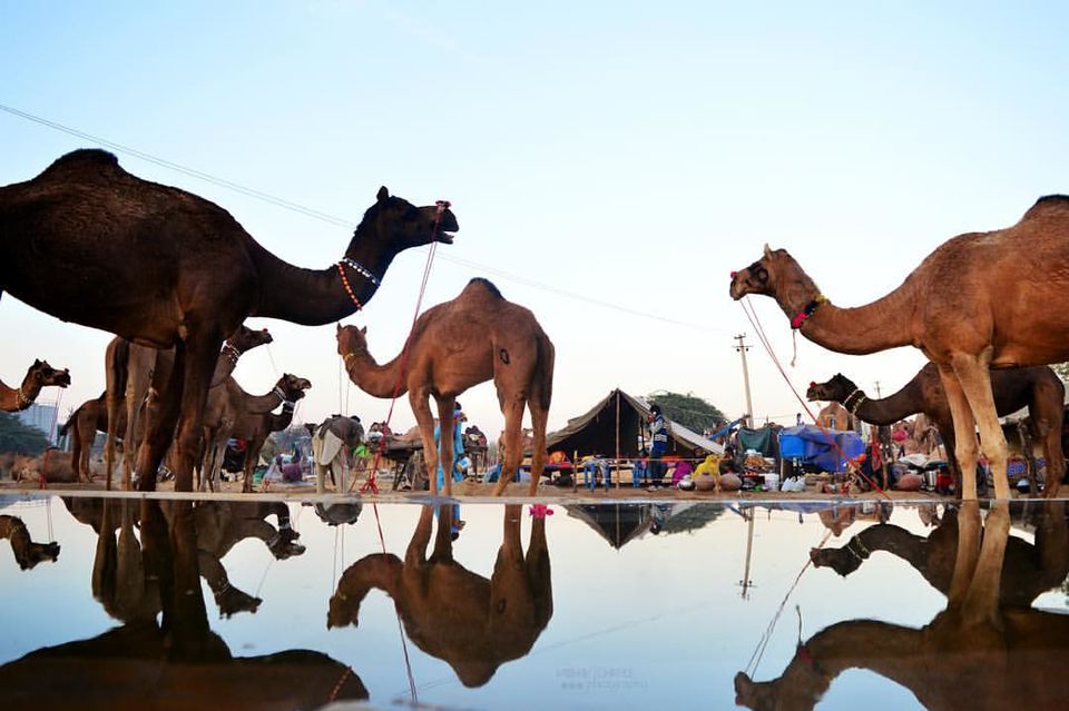 Photo of In Dilemma of how to cover most of Rajasthan? Here's your solution! by Vaibhav Chikhle