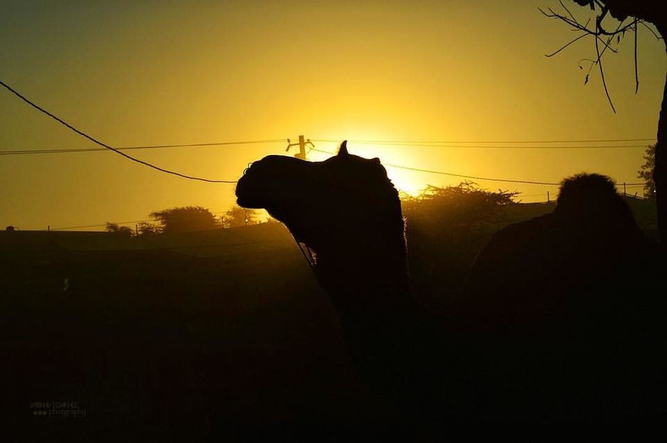Photo of In Dilemma of how to cover most of Rajasthan? Here's your solution! by Vaibhav Chikhle