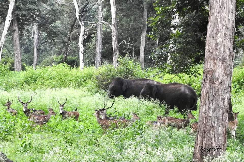 Photo of Nagarhole National Park And Tiger Reserve, Mysore - Madikeri Rd, Hunsur, Karnataka, India by Shyama Pal