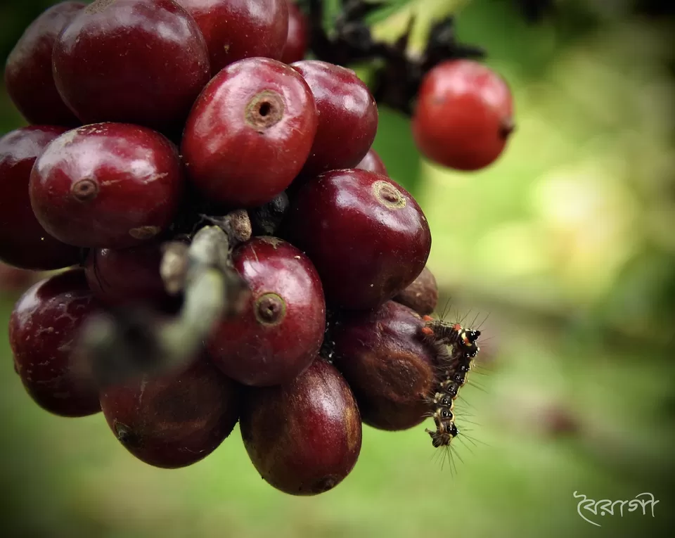 Photo of The Brown Bean Resort, Pariyaram, Muttil North, Kerala, India by Shyama Pal