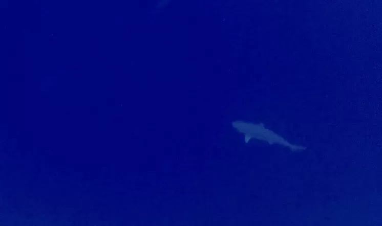Photo of My Impulsive Maldives Trip #MemoryLane by Shyama Pal