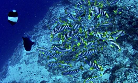 Photo of My Impulsive Maldives Trip #MemoryLane by Shyama Pal