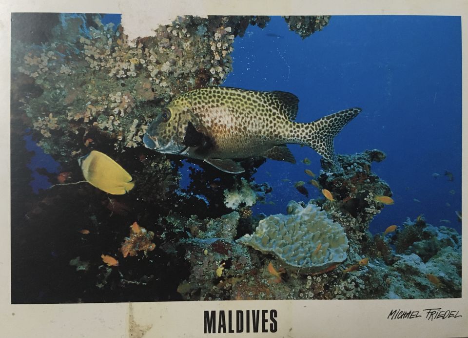 Photo of My Impulsive Maldives Trip #MemoryLane by Shyama Pal