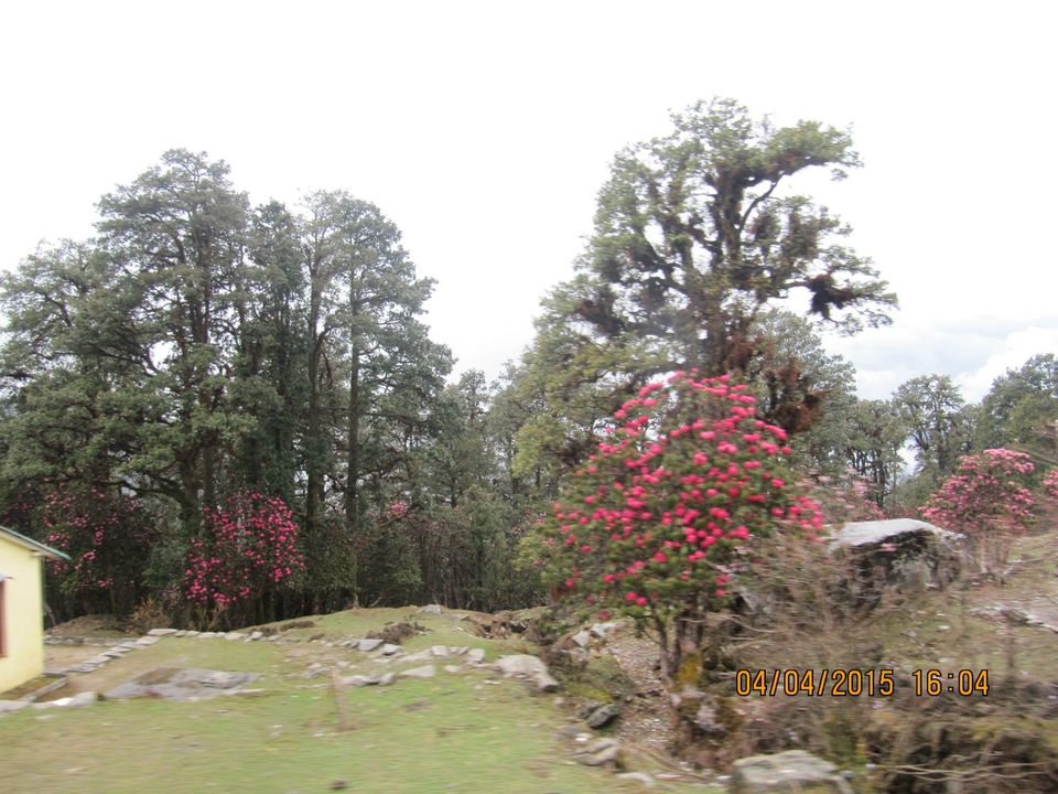Photo of Hike to Tungnath by Anusha Iyer