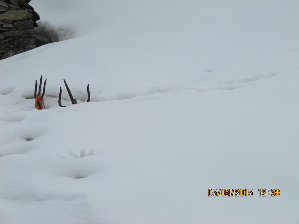 Photo of Hike to Tungnath by Anusha Iyer