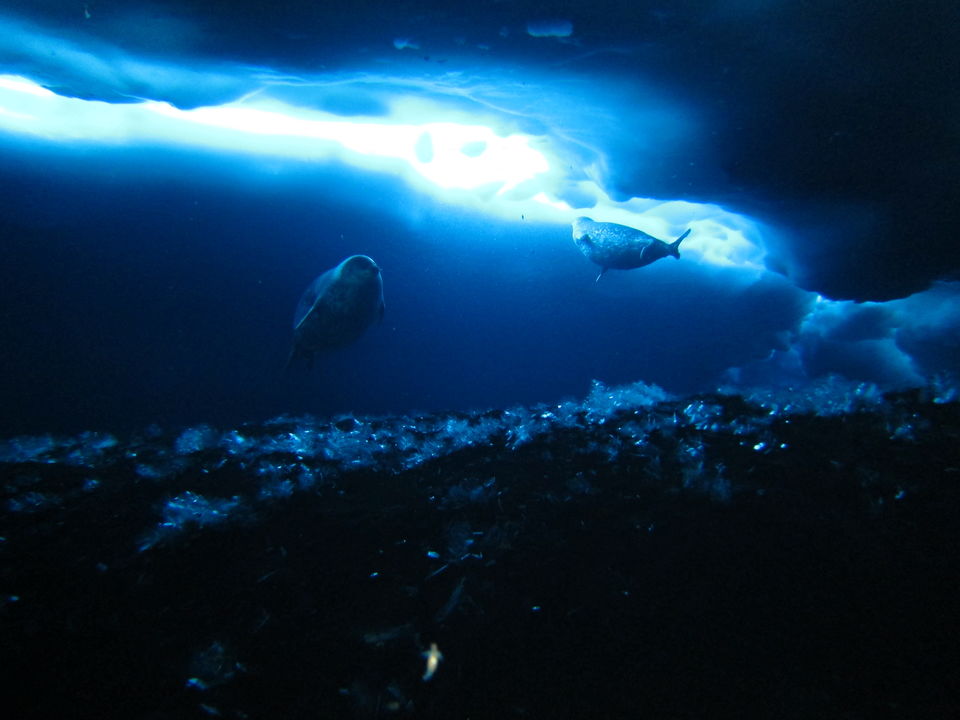 Photo of Underwater Diving, Antarctica by Jeff