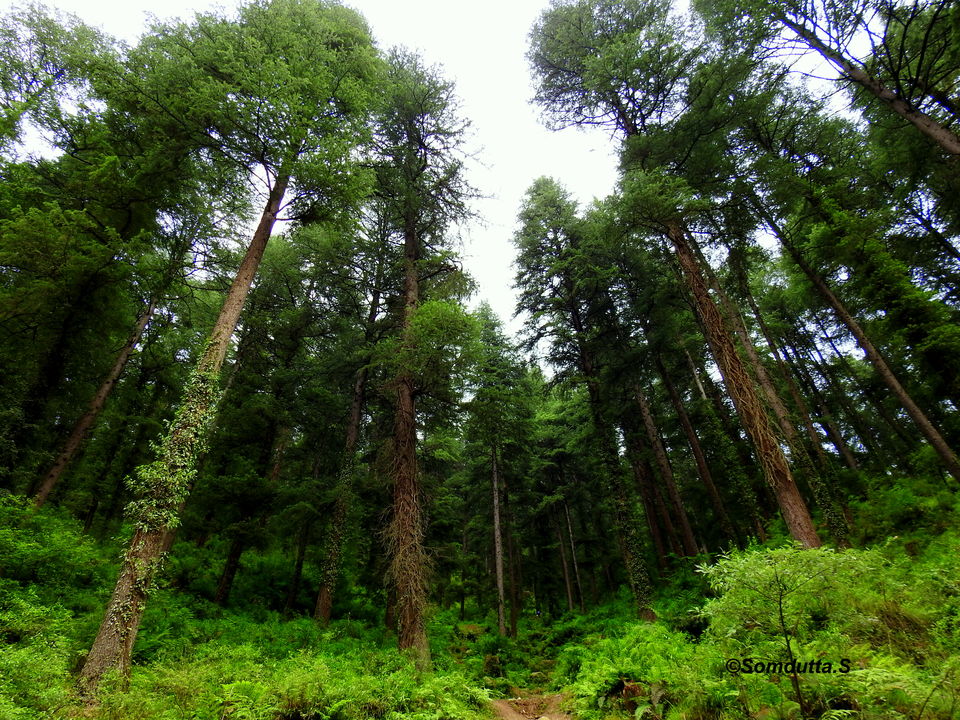 Photo of The Evergreen Cafe, Kasol, Himachal Pradesh, India by Somdutta Sarkar