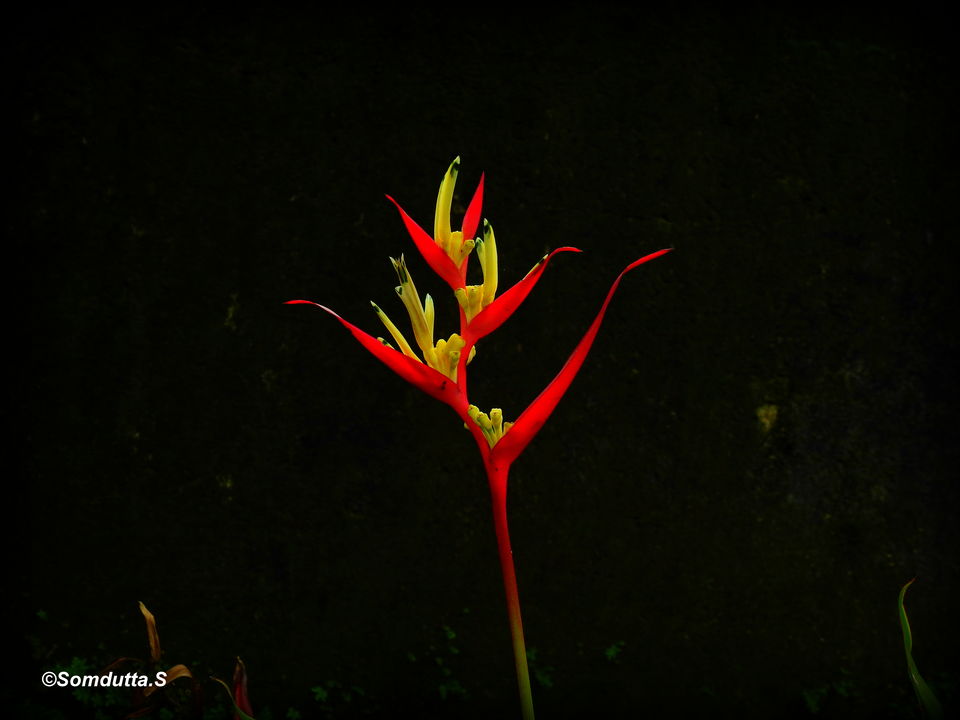Photo of Munnar, Kerala, India by Somdutta Sarkar