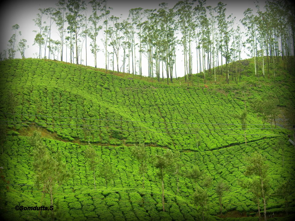 Photo of Munnar-Allepey. A peaceful abode #TravelIndia #Kerala by Somdutta Sarkar