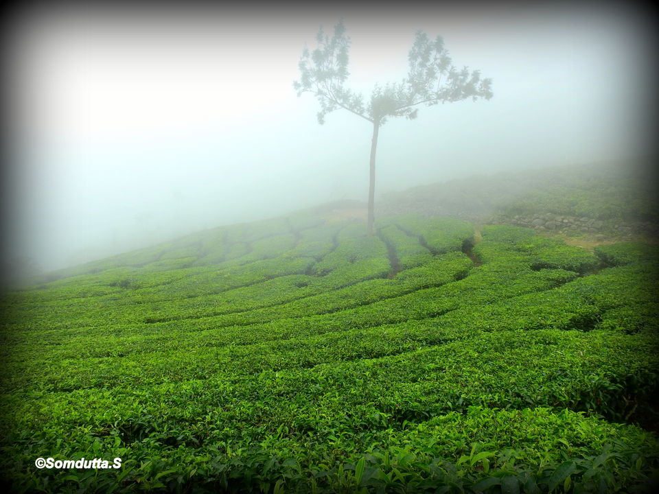 Photo of Munnar-Allepey. A peaceful abode #TravelIndia #Kerala by Somdutta Sarkar