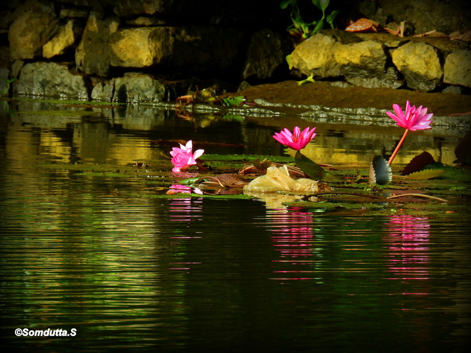 Photo of Munnar-Allepey. A peaceful abode #TravelIndia #Kerala by Somdutta Sarkar