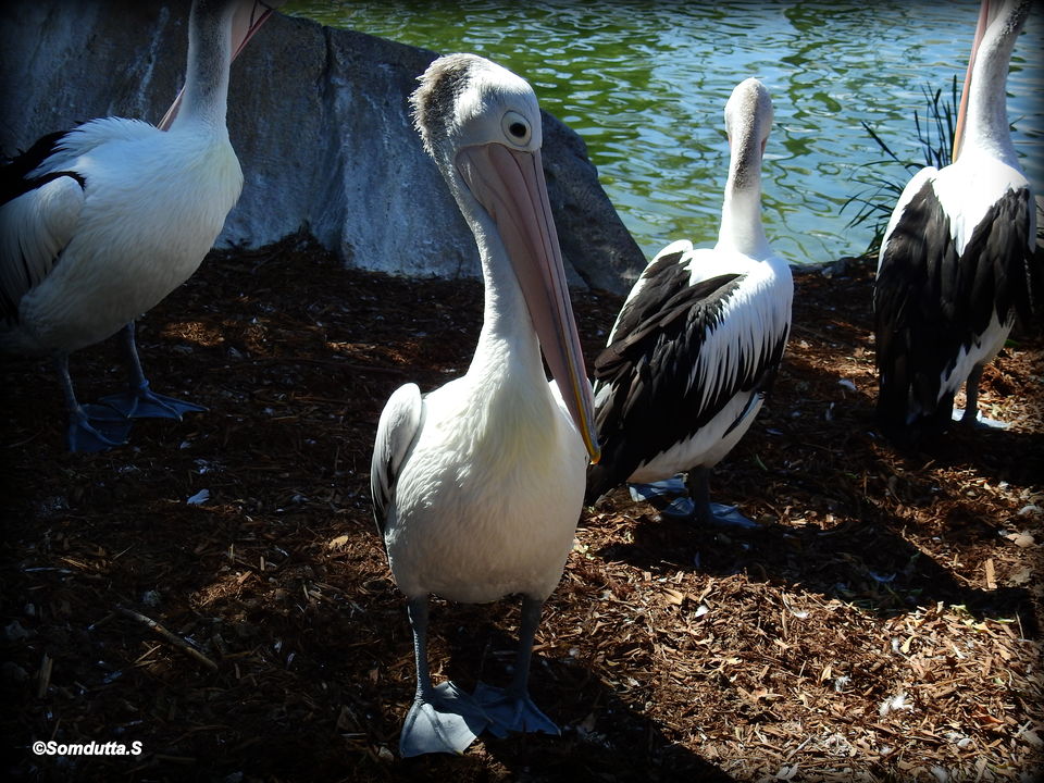 Photo of 7 days in Australia. Places to see and things to do. by Somdutta Sarkar