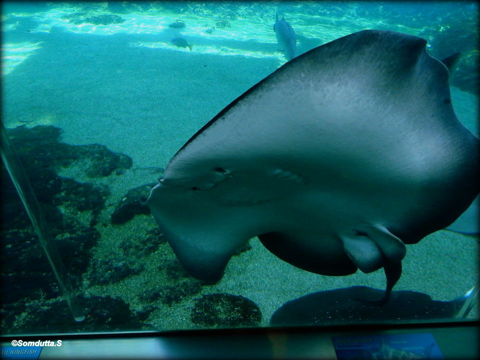 Photo of 7 days in Australia. Places to see and things to do. by Somdutta Sarkar