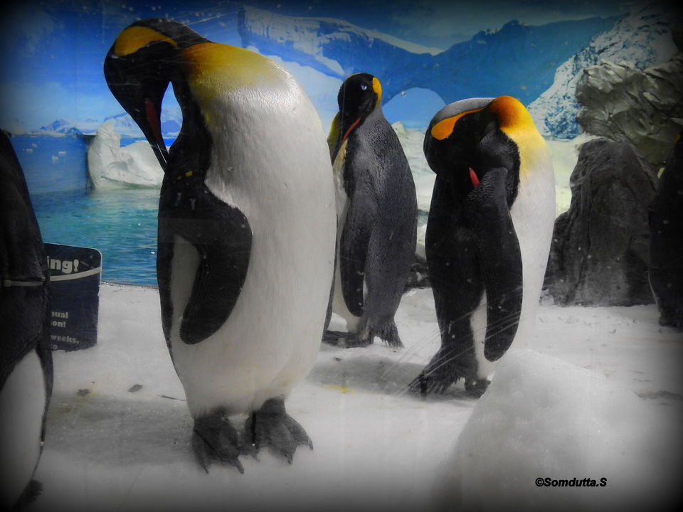 Photo of 7 days in Australia. Places to see and things to do. by Somdutta Sarkar
