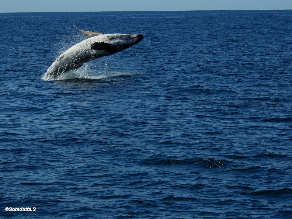 Photo of 7 days in Australia. Places to see and things to do. by Somdutta Sarkar