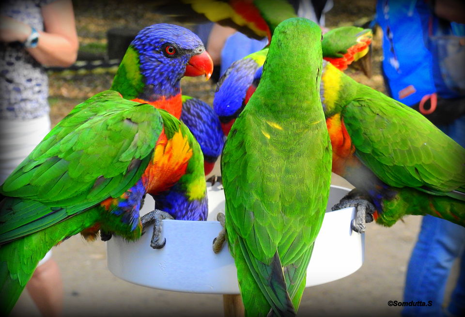 Photo of 7 days in Australia. Places to see and things to do. by Somdutta Sarkar
