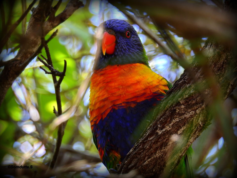 Photo of 7 days in Australia. Places to see and things to do. by Somdutta Sarkar