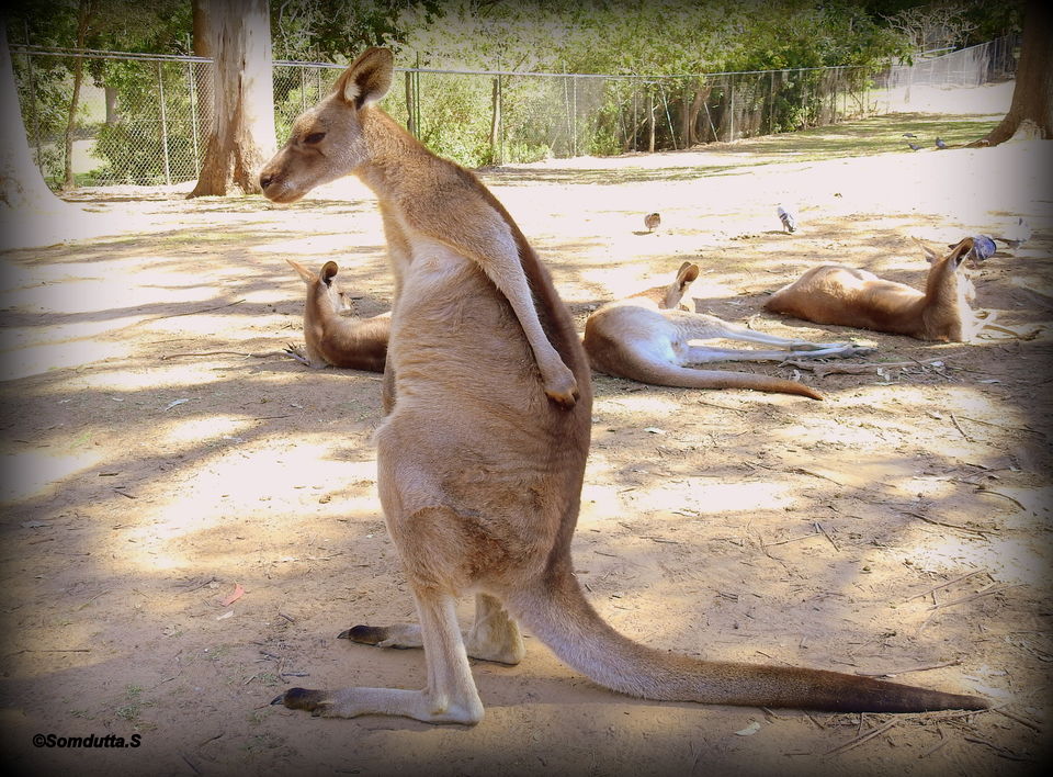 Photo of 7 days in Australia. Places to see and things to do. by Somdutta Sarkar