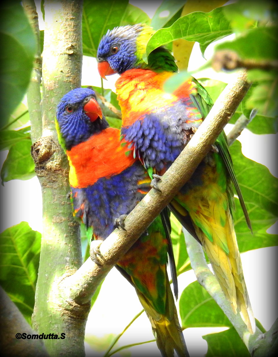 Photo of 7 days in Australia. Places to see and things to do. by Somdutta Sarkar