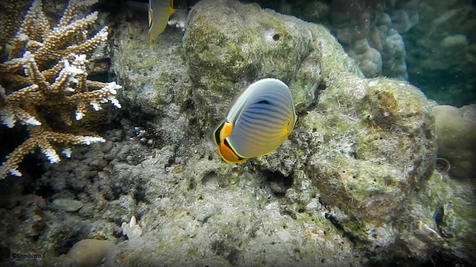 Photo of Andamans – the coral treasures of India – Part 3 – #Havelock Island #TravelIndia by Somdutta Sarkar