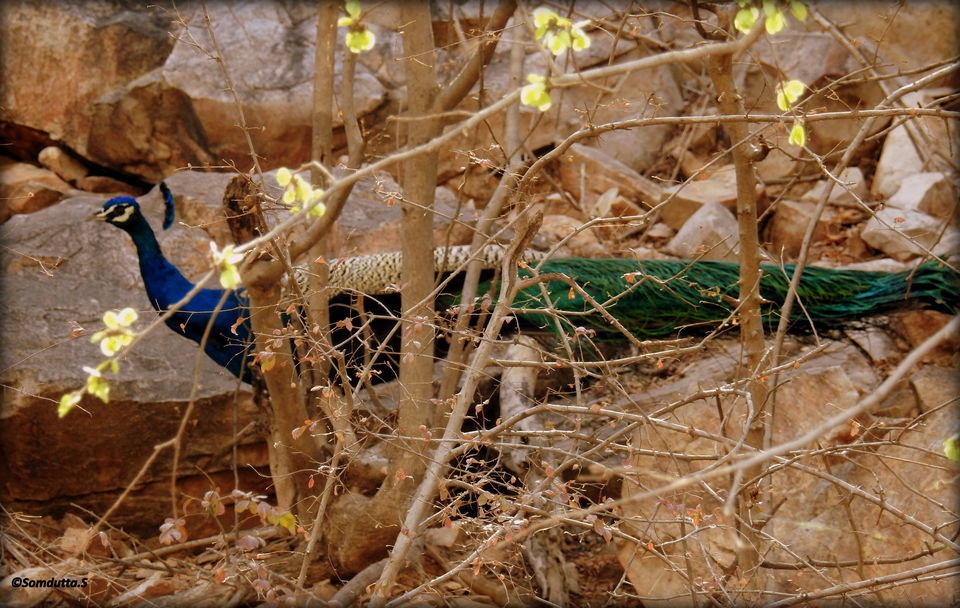 Photo of Alwar, Rajasthan, India by Somdutta Sarkar