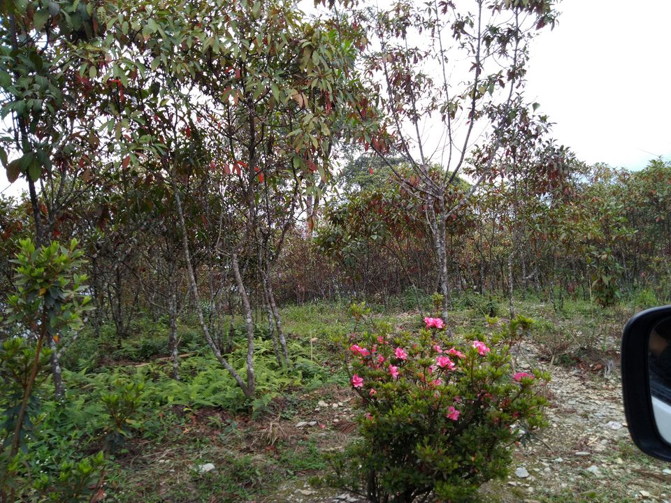 Photo of Sittong: The orange village of Darjeeling and a lot more... 14/83 by Sudeshna Mitra