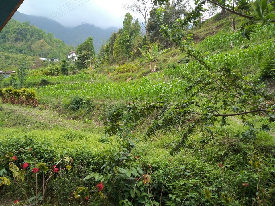 Photo of Sittong: The orange village of Darjeeling and a lot more... 20/83 by Sudeshna Mitra
