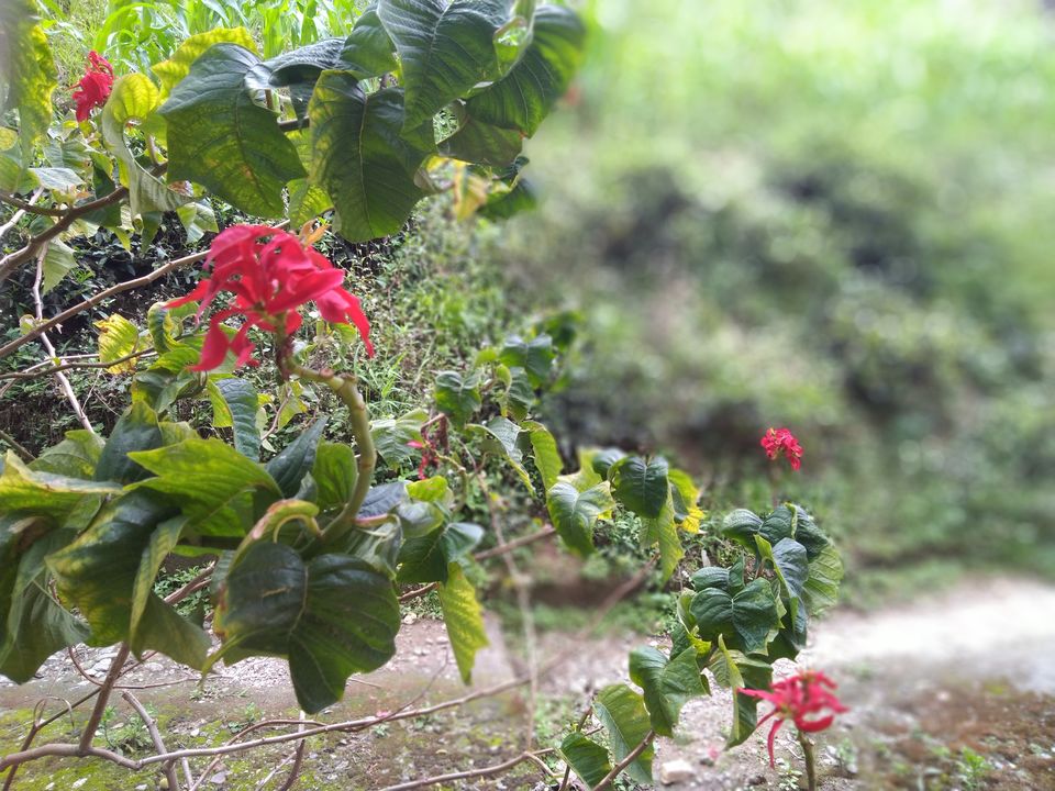 Photo of Sittong: The orange village of Darjeeling and a lot more... 21/83 by Sudeshna Mitra