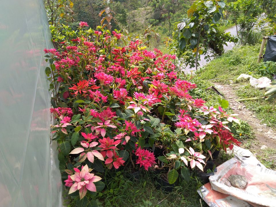 Photo of Sittong: The orange village of Darjeeling and a lot more... 37/83 by Sudeshna Mitra