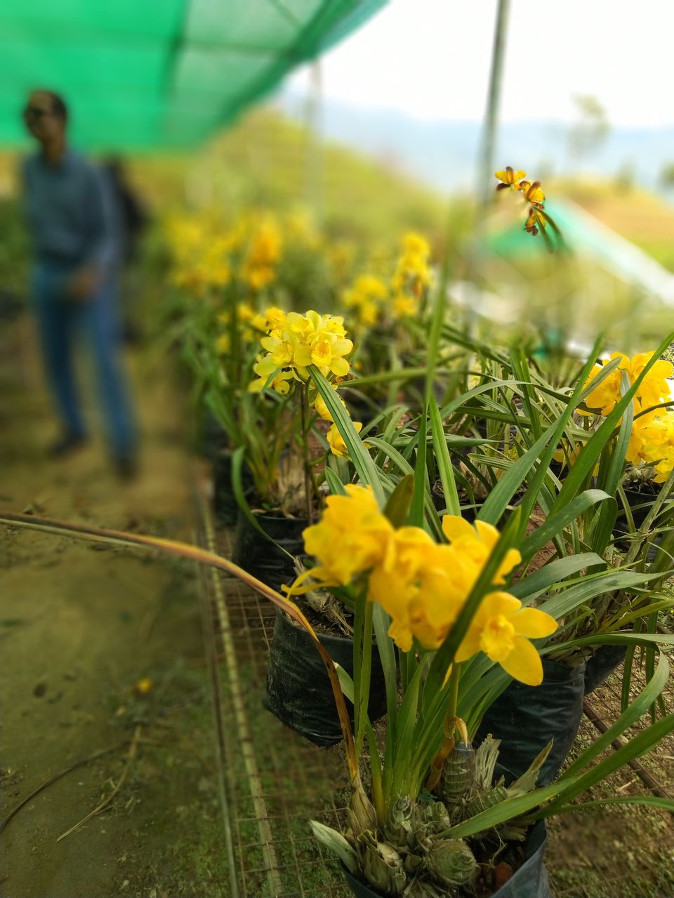Photo of Sittong: The orange village of Darjeeling and a lot more... 60/83 by Sudeshna Mitra