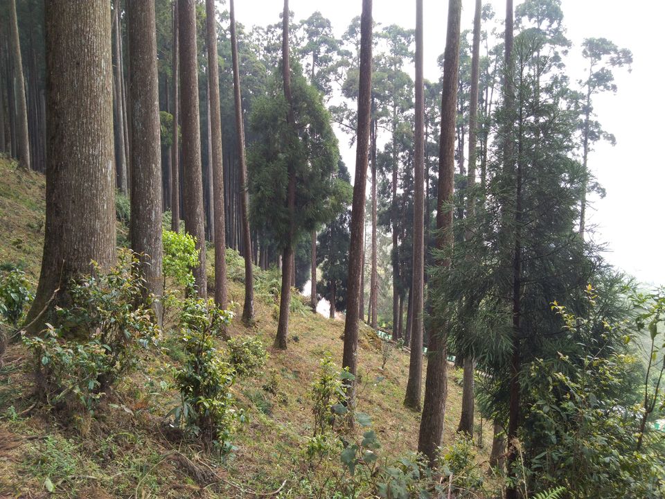 Photo of Sittong: The orange village of Darjeeling and a lot more... 68/83 by Sudeshna Mitra