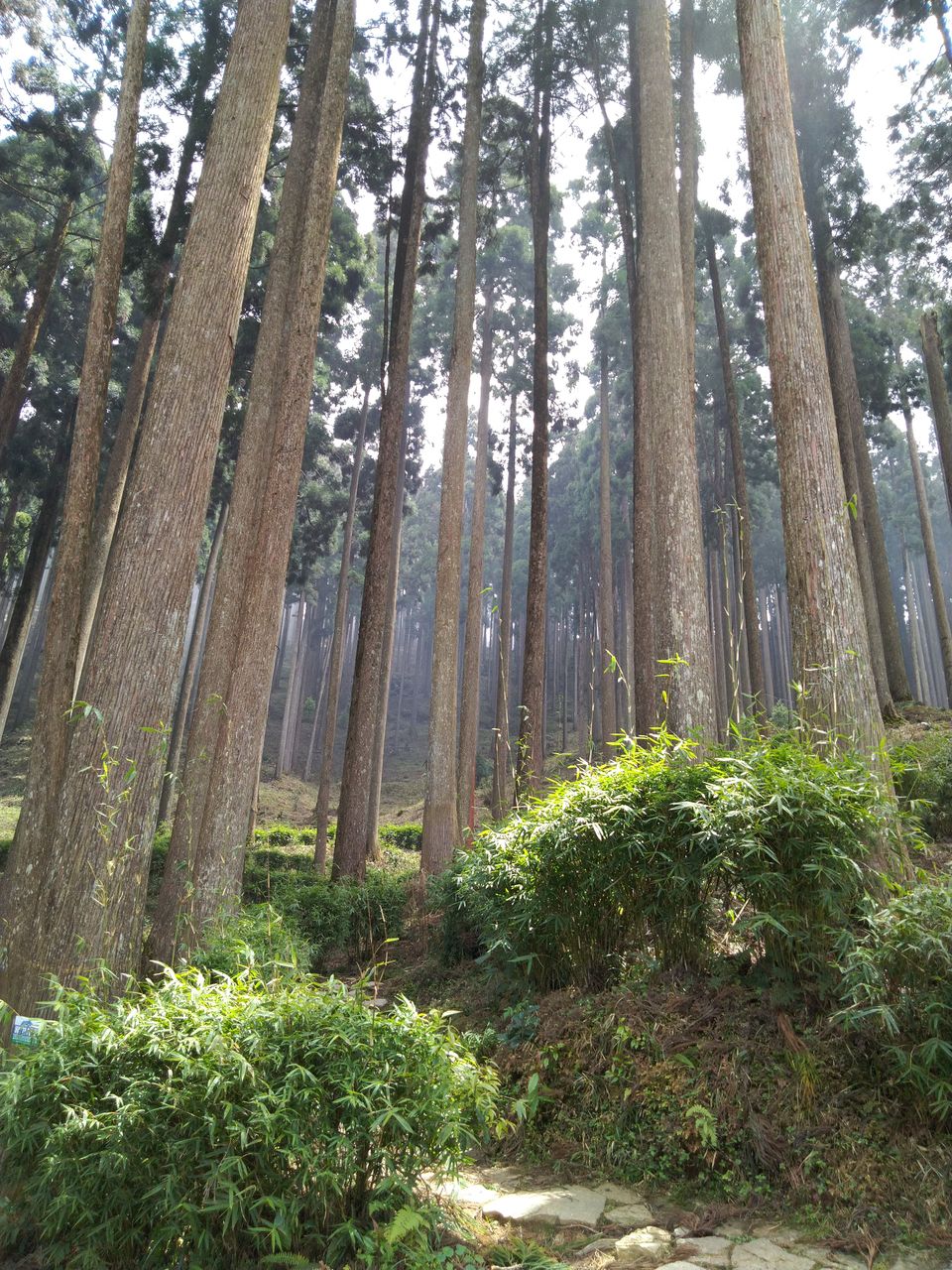 Photo of Sittong: The orange village of Darjeeling and a lot more... 71/83 by Sudeshna Mitra