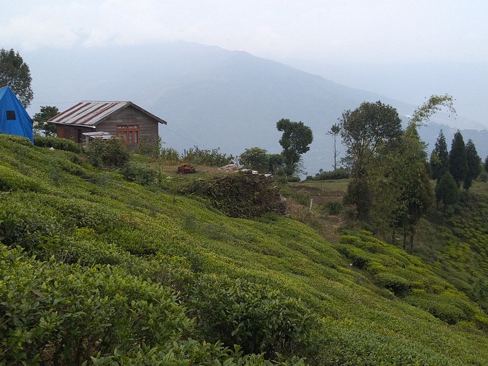 Photo of Sittong: The orange village of Darjeeling and a lot more... 17/83 by Sudeshna Mitra