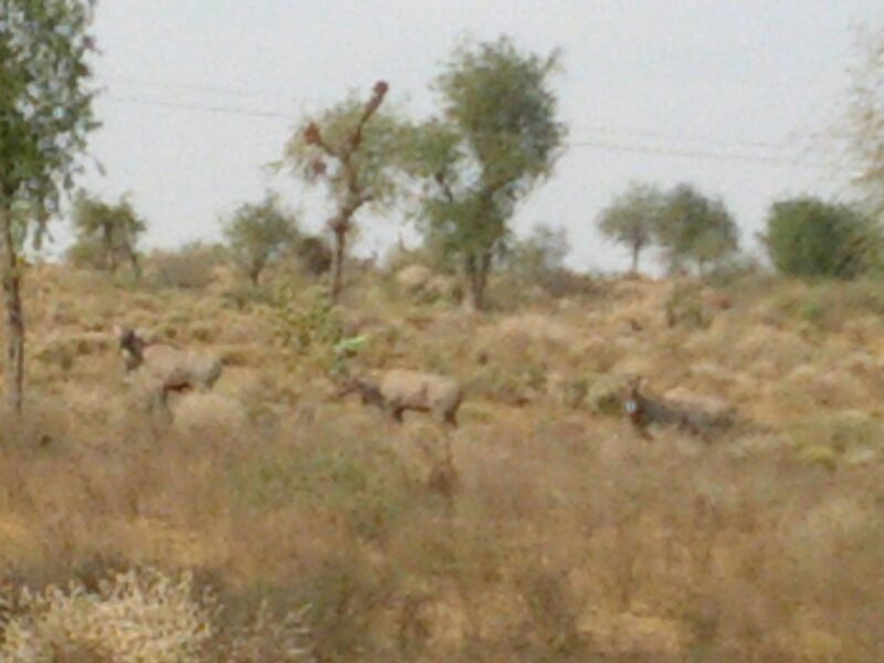 Photo of Rajasthan: 5 cities in 5 days! 32/60 by Anand Dass