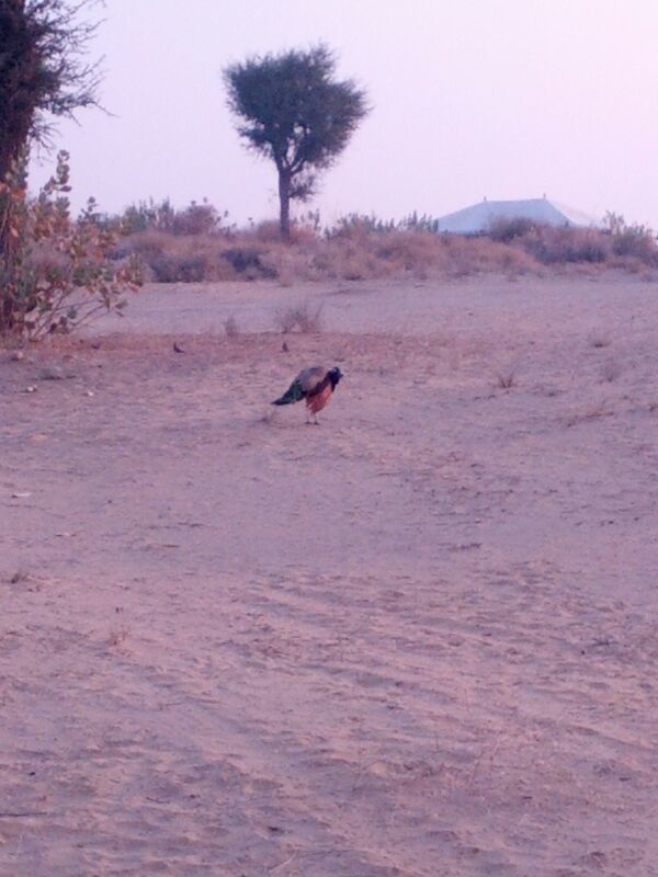 Photo of Rajasthan: 5 cities in 5 days! 38/60 by Anand Dass