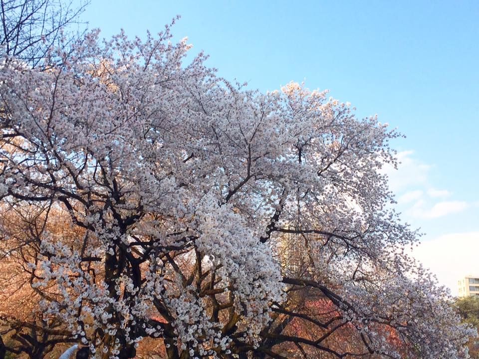 Photo of Japan In 7 Days | Sakura Cherry Blossom | Not Just Travelling 3/10 by Not Just Travelling