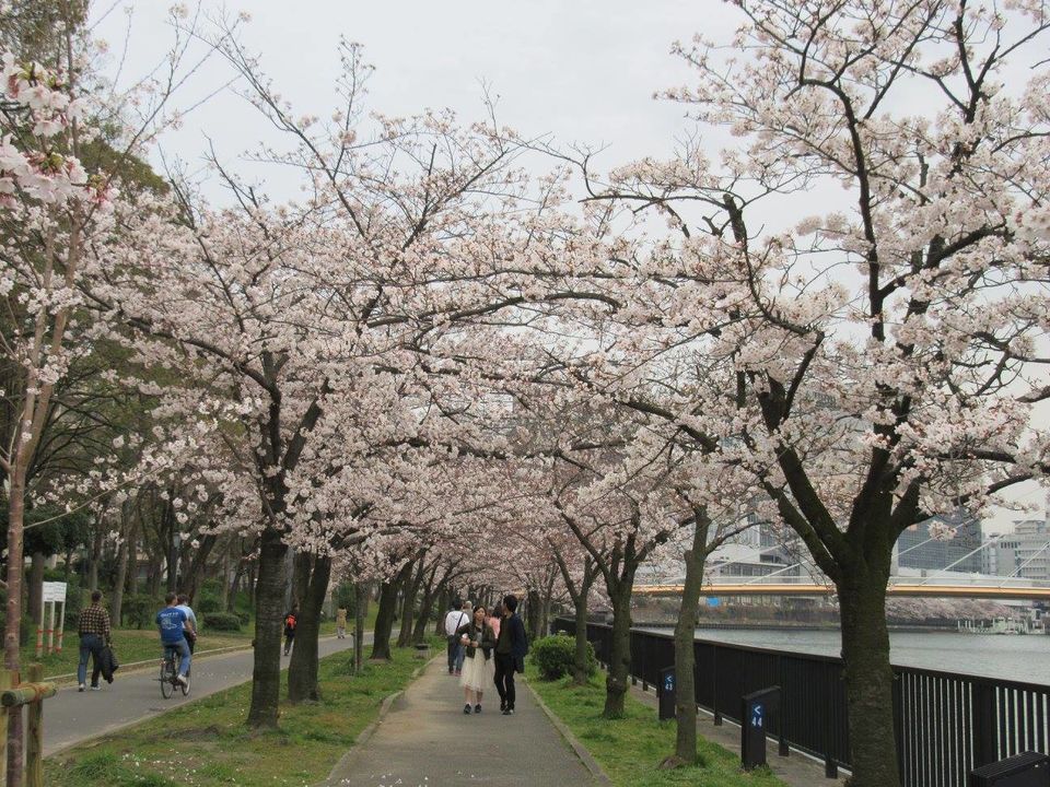 Photo of Japan In 7 Days | Sakura Cherry Blossom | Not Just Travelling 7/10 by Not Just Travelling